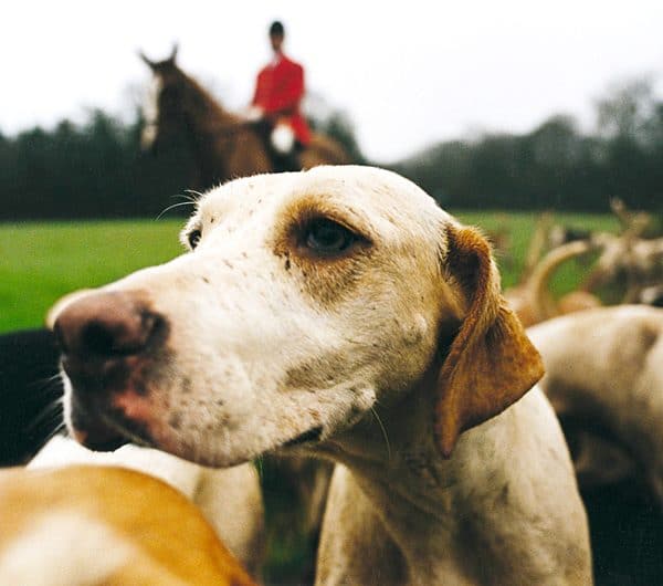 Hon na lišku, Anglie, fotografování, psi