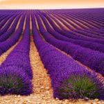 Plateau de Valensole, Provence, Francie.