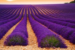 Plateau de Valensole, Provence, Francie.